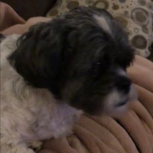 Meet your Posher, Julie